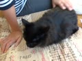 甘えん坊のルイちゃん