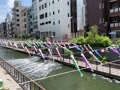 2019東京スカイツリータウンこいのぼりフェスティバル